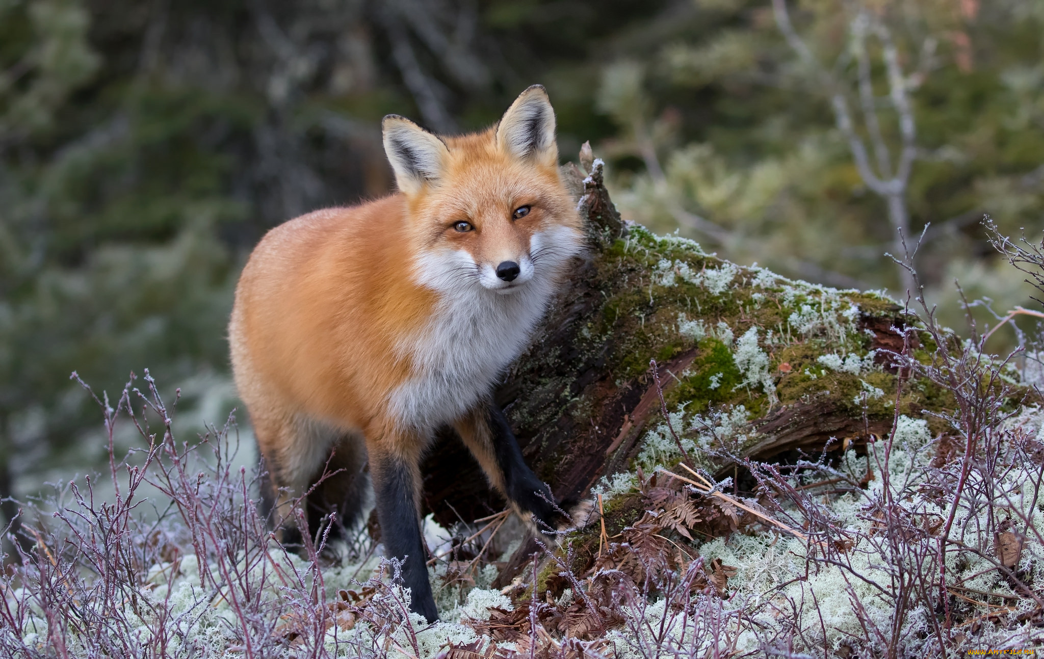Обыкновенная лисица (рыжая лисица)